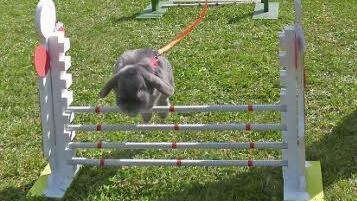 Justin Winter aus Zedersdorf trainiert alle 14 Tage. Sein Opa hilft ihm dabei. Der 14-Jährige hat rund 20 Kaninchen und möchte später einmal unter die Züchter gehen. Foto: Lothar Weidner