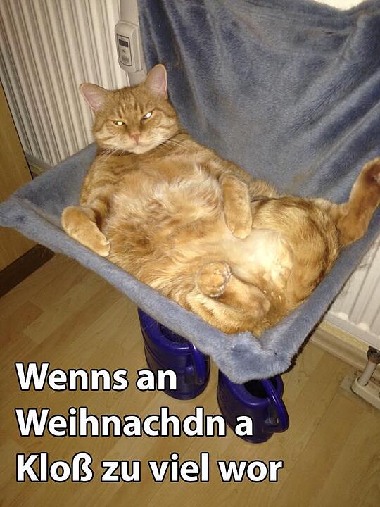 29 fränkische Katzen, die dich verstehen