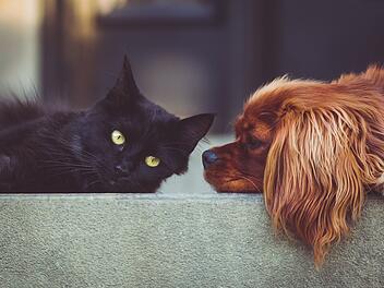 Welcher Typ bist du: Hund oder Katze?
