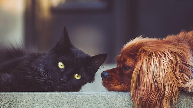 Welcher Typ bist du: Hund oder Katze?