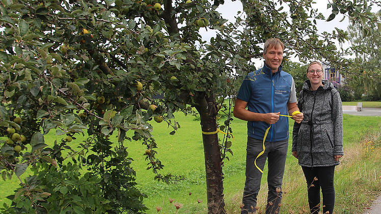Gelbe Bänder an fränkischen Obstbäumen: Was steckt dahinter?