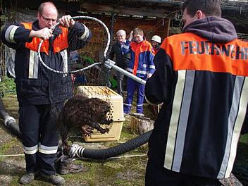 Ins Netz gegangen: Nach der Rettungsaktion wurde der Biber an einen Itz-Zufluss gebracht und dort wieder in die Freiheit entlassen.Foto: Tierschutzverein Coburg