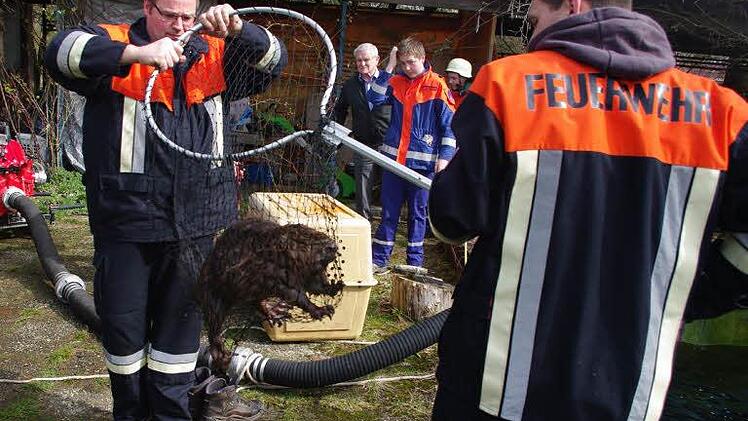 Ins Netz gegangen: Nach der Rettungsaktion wurde der Biber an einen Itz-Zufluss gebracht und dort wieder in die Freiheit entlassen.Foto: Tierschutzverein Coburg