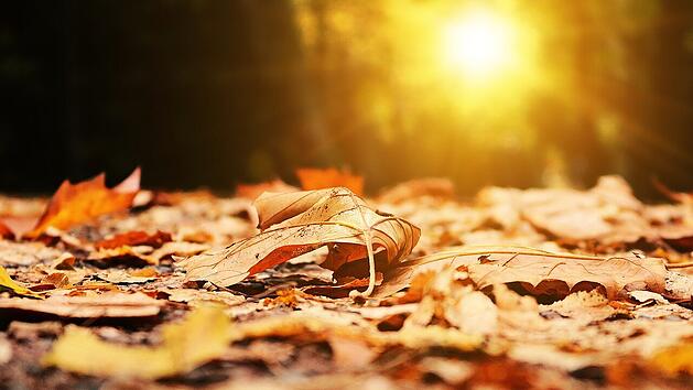 Herbstlaub ist viel zu schade, um es einfach wegzuwerfen. Du kannst es in deinem naturnahen Garten sinnvoll einsetzen.