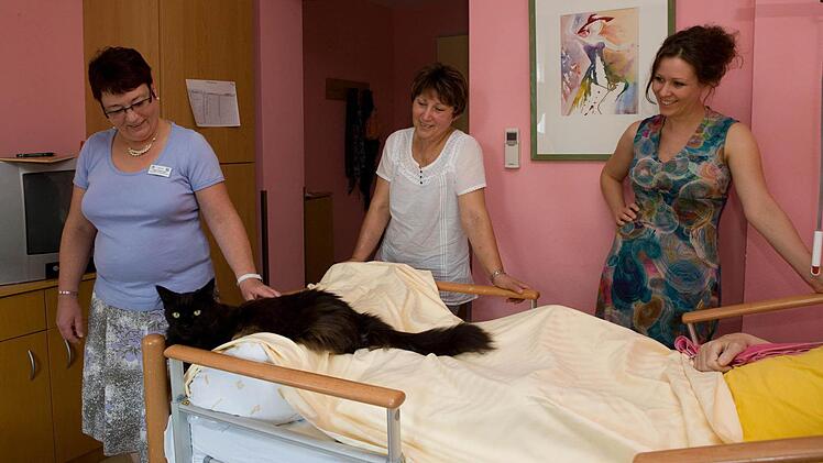 Puma lässt sich gern von Hospiz-Leiterin Inge Schwager kraulen.   Fotos: Barbara Herbst