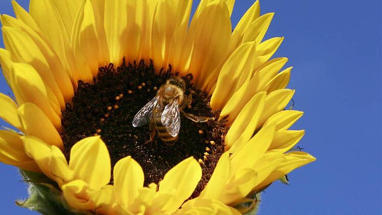Am Wochenende wird es so weit sein. Unser Autor ist sich sicher. Foto: dpa/Archiv