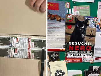 Suche nach Kater Nero in Erlangen: Plakatverbot sorgt für Unmut