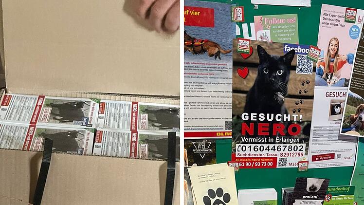 Suche nach Kater Nero in Erlangen: Plakatverbot sorgt für Unmut