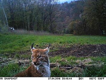 Dieses Bild dokumentiert die Anwesendheit eines Luchses am Mittwochabend im Wildgehege. Es wurde aufgenommen am Wildgatter der Familie Karg in Detter um 20.46 Uhr. Foto: Familie Karg