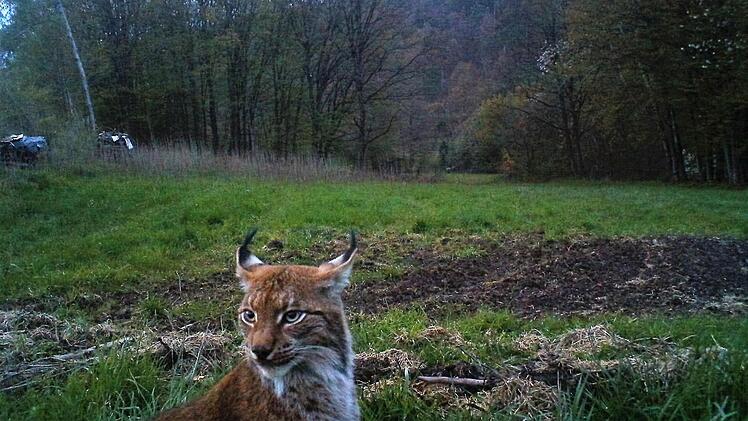 Dieses Bild dokumentiert die Anwesendheit eines Luchses am Mittwochabend im Wildgehege. Es wurde aufgenommen am Wildgatter der Familie Karg in Detter um 20.46 Uhr. Foto: Familie Karg