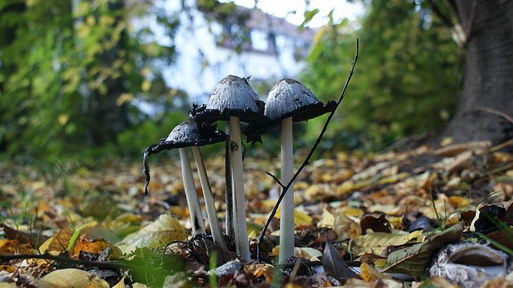 Rainer Unger: Pilze im Kulmbacher Grünzug