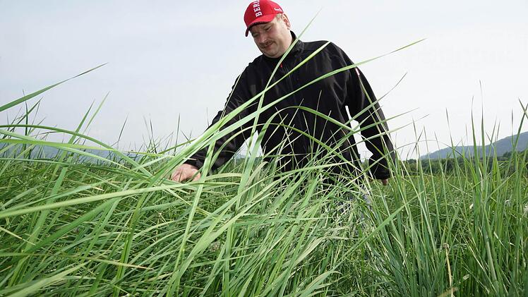Jürgen Simon streicht mit der Hand durch die Szarvasi-Pflanzen. Foto: Arkadius Guzy