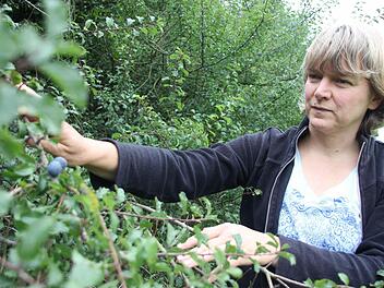 Christina Zehnter entdeckt in einer Hecke noch einige Schlehen-Früchte.  Fotos: Marco Meißner