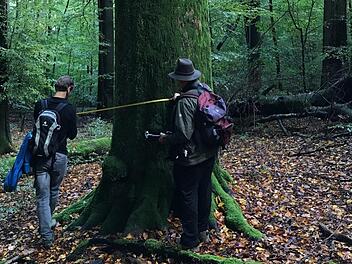 Dicke Buche im Steigerwald p.