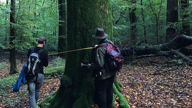 Dicke Buche im Steigerwald p.