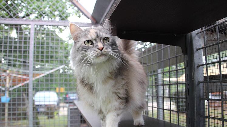 Katze Loona ist schon lange im Tierheim. Rudel