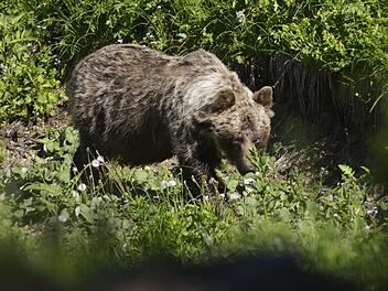 Braunbär in der Slowakei