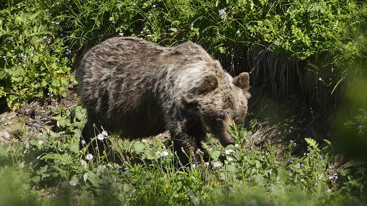 Braunbär in der Slowakei