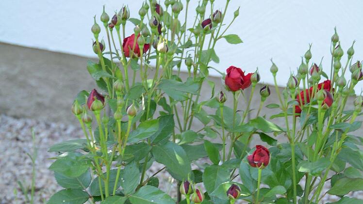Impressionen aus dem Garten Michaelis in Schirradorf Foto: Dagmar Besand