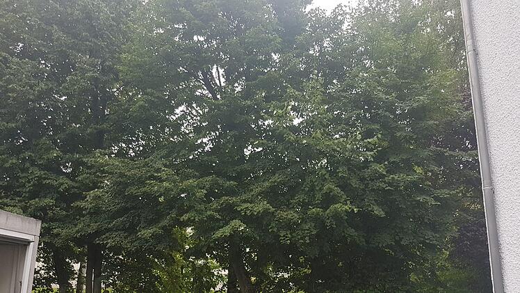 Vor ein paar Jahren sah der Blick in die Gegenrichtung so aus.  Foto: privat