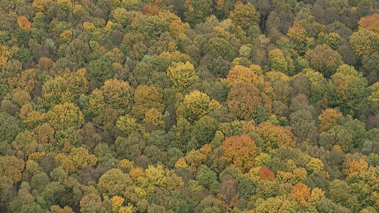 Michelsberger Wald im Herbstkleid. Foto: Ronald Rinklef