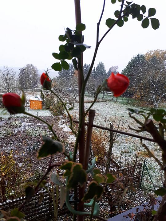 Leserbilder: Der erste Schnee in Franken
