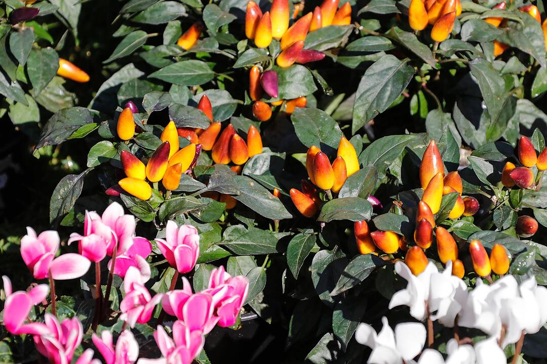 Rosen & Garten Messe Kronach im September