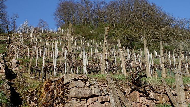 Die alten Weinbergsanlagen am Hang zwischen Steinbach und Ziegelanger sind für die Winzer ohnehin schwer zu bearbeiten. Jetzt kommt mit der Coronakrise eine weitere Herausforderung dazu.
