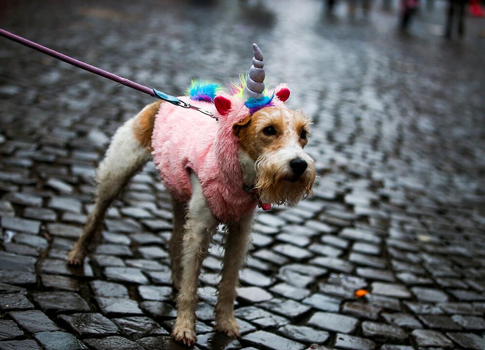 Weiberfastnacht - K&ouml;ln
