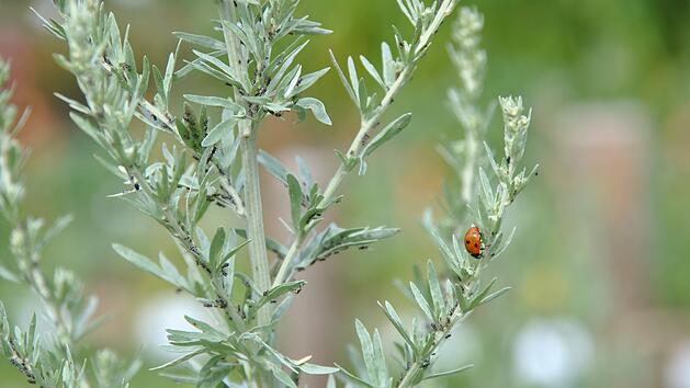 Siebenpunktmarienk&auml;fer zwischen Blattl&auml;usen. Bild: Bayrische Gartenakademie