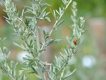 Siebenpunktmarienkäfer zwischen Blattläusen. Bild: Bayrische Gartenakademie