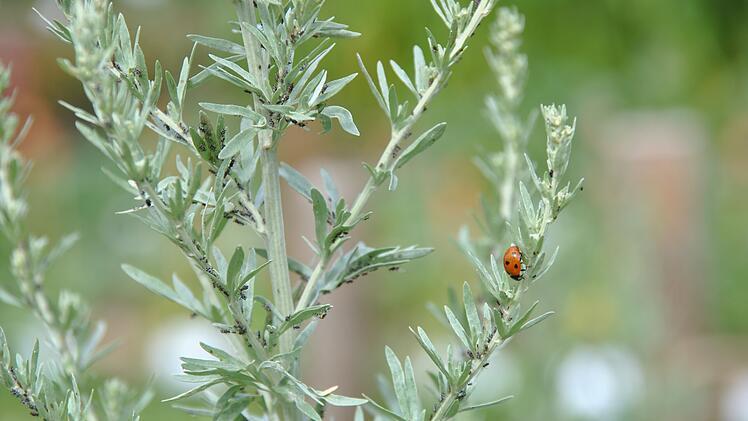 Siebenpunktmarienkäfer zwischen Blattläusen. Bild: Bayrische Gartenakademie