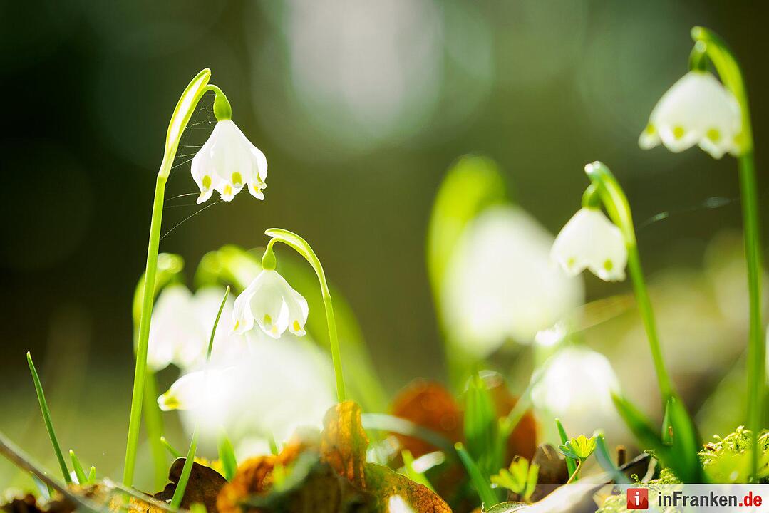 Der Frühling in Franken in Bildern