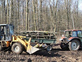 Hier soll ein Windrad gebaut werden. Dazu sind die Bäume auf einer Fläche von einem halben Hektar gefällt worden. Am Dienstag wurde bereits angefallenes Brennholz abtransportiert. Das Areal liegt im Sailershäuser Wald, nicht allzu weit entfernt vom Haßfurter Stadtteil Sailershausen. Foto: Klaus Schmitt