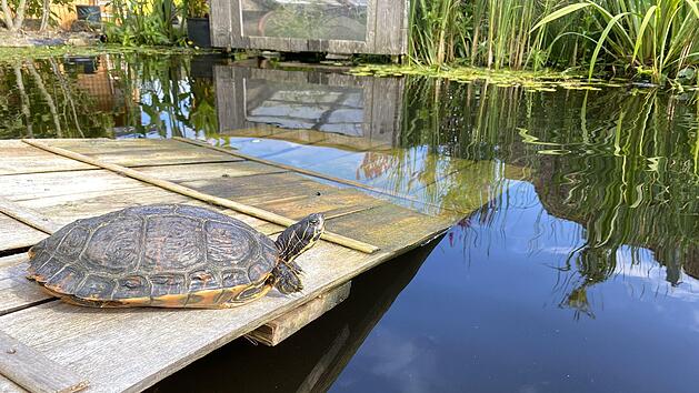 Im Gartenteich der M&uuml;nnerst&auml;dterin Elke Drignat leben 24 gefundene Wasserschildkr&ouml;ten.
