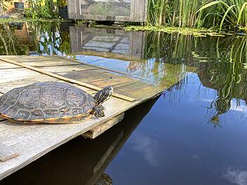 Im Gartenteich der Münnerstädterin Elke Drignat leben 24 gefundene Wasserschildkröten.