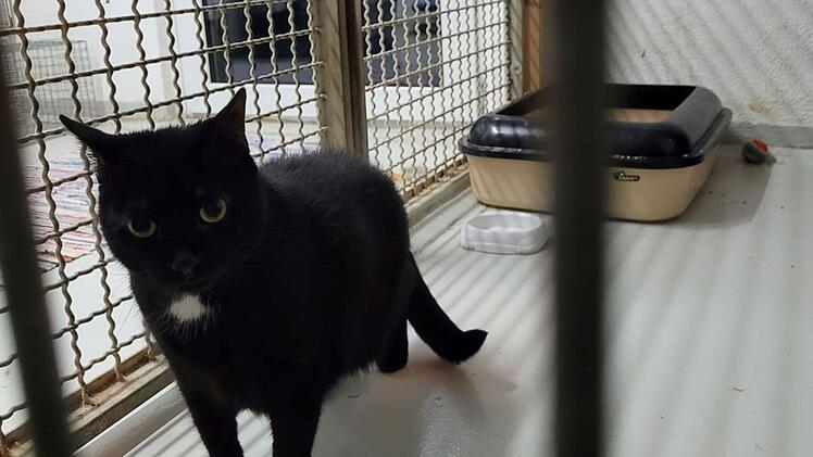 Tierheim Kulmbach mit "Black Friday": Tierschützer stellen besondere Katzen und Hunde vor