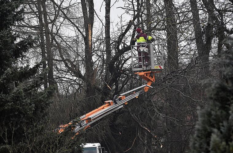 Meeder: Wegen Baumpflege - Kreisstraße CO4 ab Dienstag gesperrt