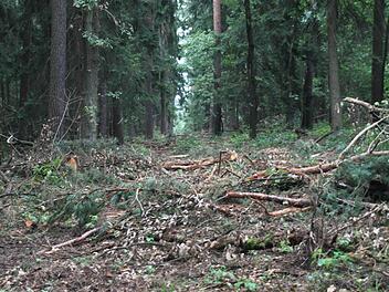 Schneisen wie diese "zieren" den Wald bei Neudrossenfeld. Der ausgelegte "Reisig-Teppich" dient dabei dem Boden als Schutz vor den schweren Maschinen. Fotos: Fabian Kluge