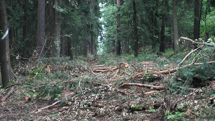 Schneisen wie diese "zieren" den Wald bei Neudrossenfeld. Der ausgelegte "Reisig-Teppich" dient dabei dem Boden als Schutz vor den schweren Maschinen. Fotos: Fabian Kluge