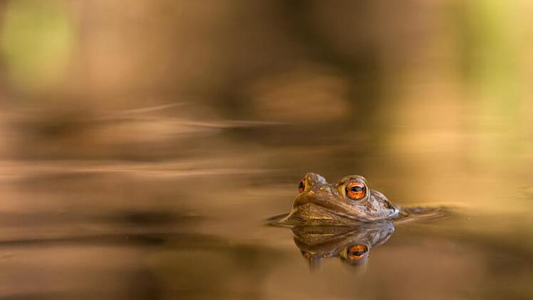 Aufnahme des Oberelsbacher Naturfotografen. Wolfgang Omert