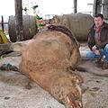 Der Langenleitner Landwirt Michael Voll neben seiner toten Kuh. Womöglich wurde das Tier vergiftet. Außerdem ist das Tier anscheinend mit einem scharfen Gegenstand malträtiert worden. Foto: Johannes Schlereth