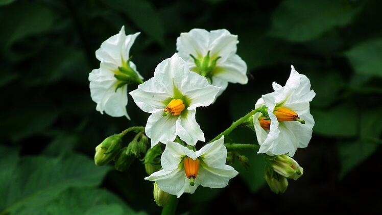 Dein Balkon sieht durch die Blüten der Kartoffeln besonders schön aus.