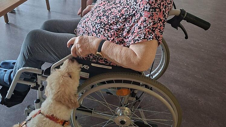 H&uuml;ndin Frieda stattet Senioren und Seniorinnen Besuch ab.