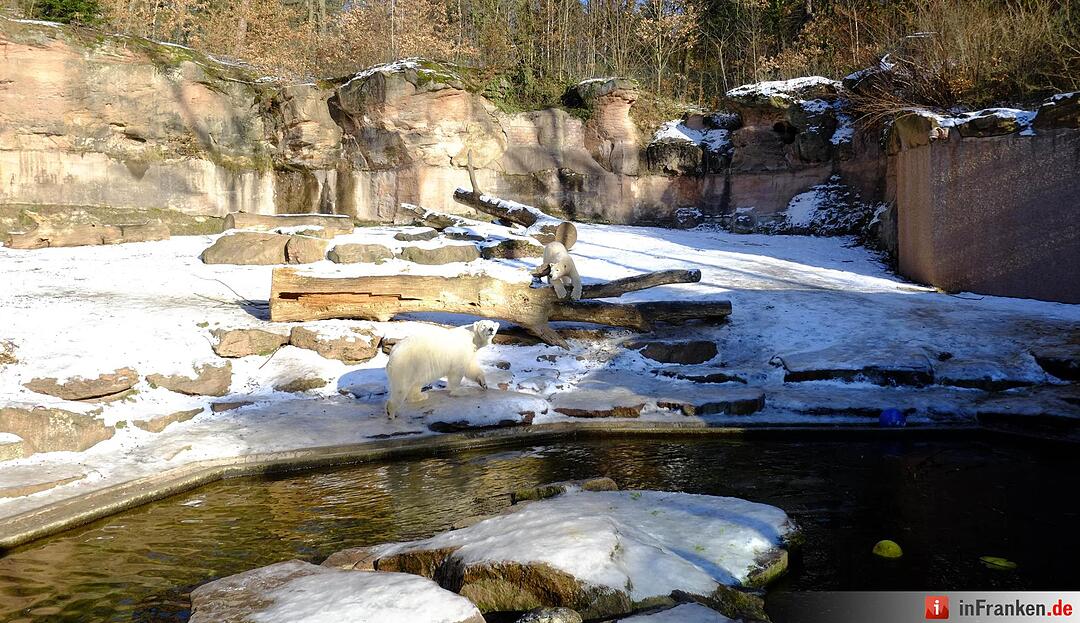 Tiergarten Nürnberg im Winter