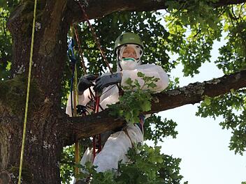 In Schutzkleidung ist Stefan Nicklas in die Eiche hinaufgestiegen, um dort die Raupen abzusammeln.Foto: Katrin Geyer