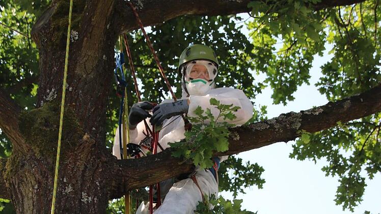In Schutzkleidung ist Stefan Nicklas in die Eiche hinaufgestiegen, um dort die Raupen abzusammeln.Foto: Katrin Geyer