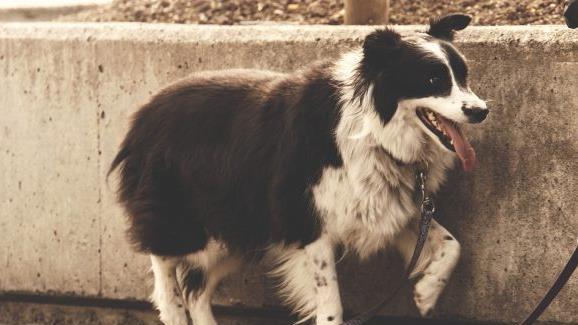 Ein Hund ist in einem Garten in Emskirchen fast verdurstet. Symbolbild: pixabay.om / LUM3N