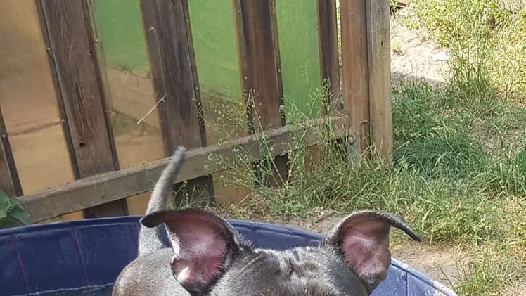 Tierheim N&uuml;rnberg: H&uuml;ndin Mira darf in Bayern nicht vermittelt werden