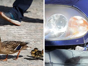 Entenfamilie auf A73 sorgt f&uuml;r Unfall in M&ouml;hrendorf